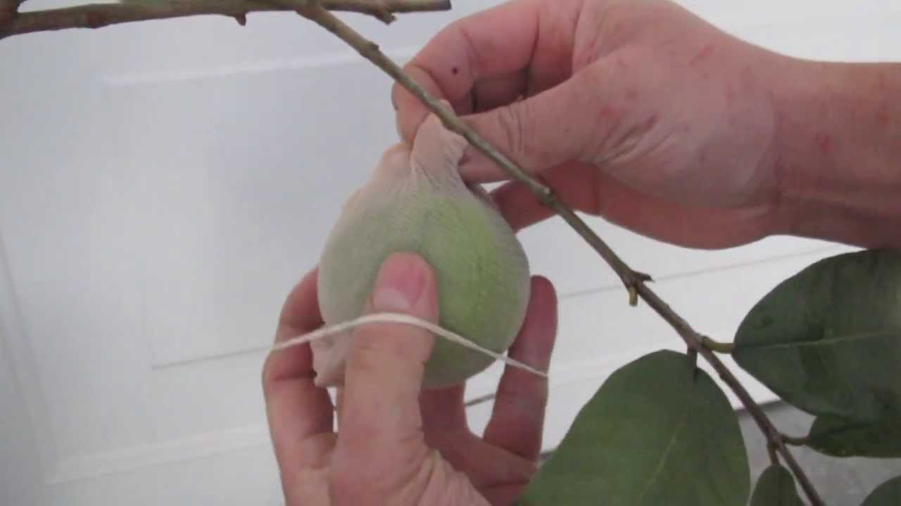 GROW  TROPICAL GUAVA TREE