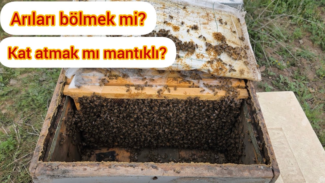 Arılar güçlendi bölmemi* katmı.Bölmelerde yüksük kesimi .Kat atma bölme ile ilgili sorulara cevap .