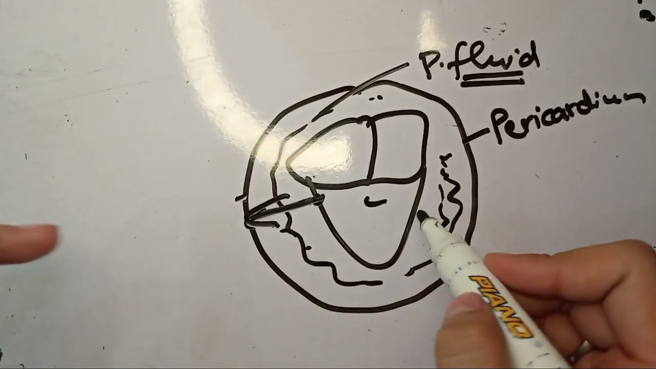 Human Heart | Biology chapter 9 Class 9th | Biology 2024 | Atria and ventricles | Heart Valves