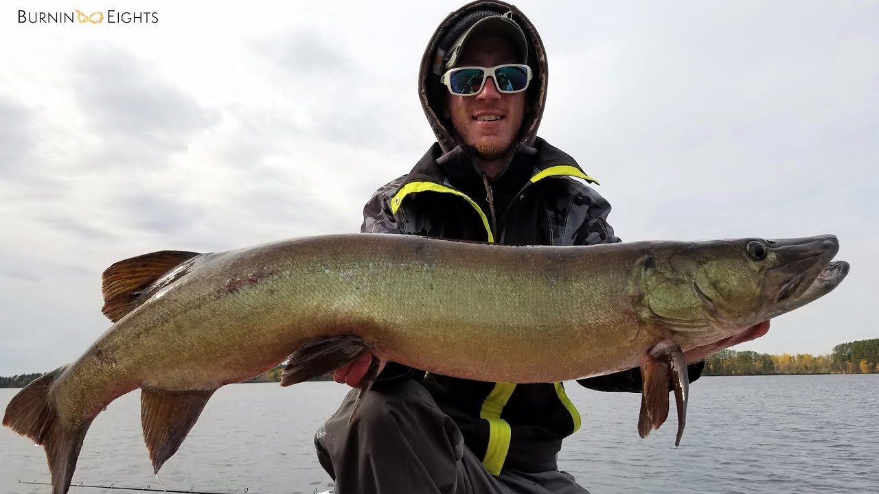 Musky Eats Sucker! - Wisconsin Fall Musky Fishing
