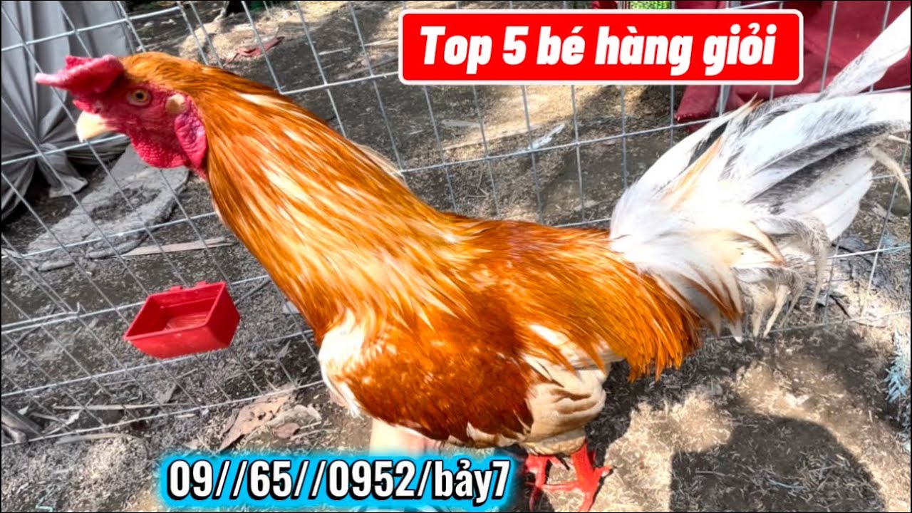 Top 5 bé có 4 con gia mềm lắm nha #09//65//0952/bảy7 HùngCávolg 