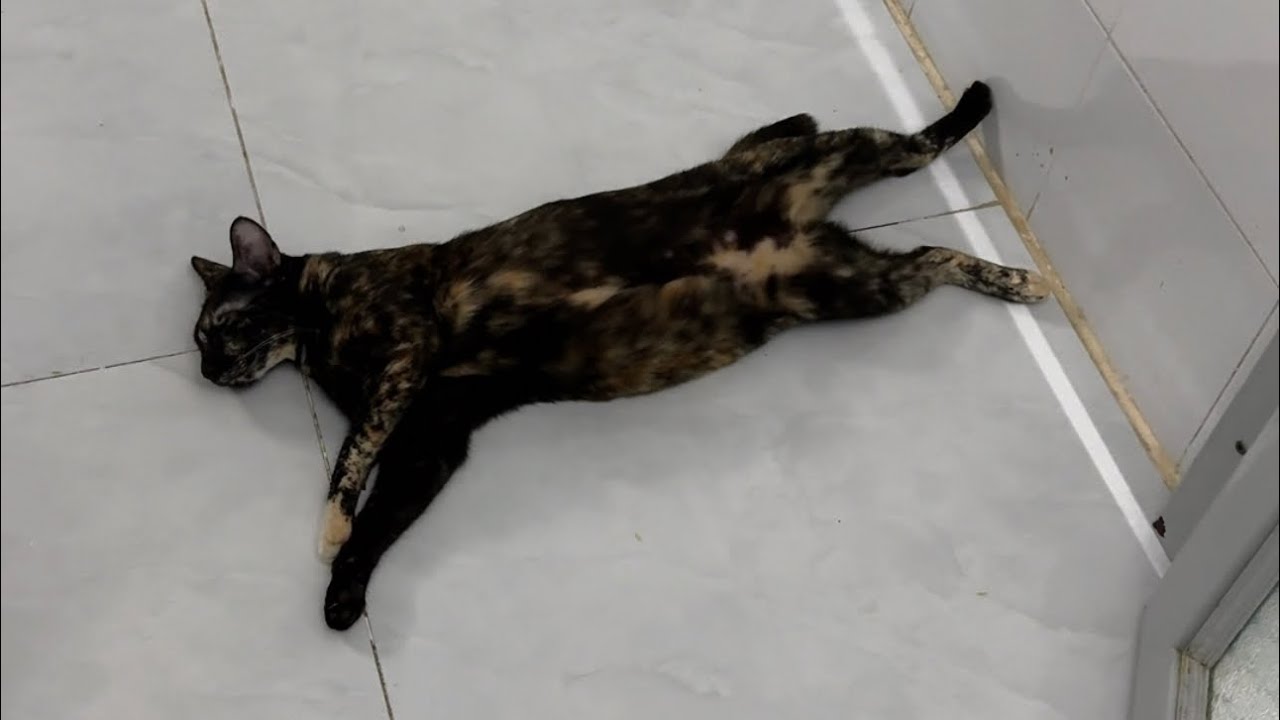 Mỹ Lem l&agrave;m biếng qu&aacute;aa