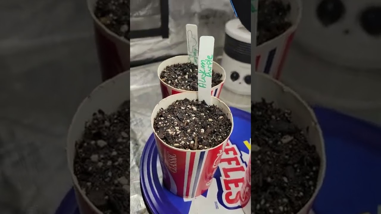 New grow. Alaskan purp, White widow and Strawberry Banana Grape.