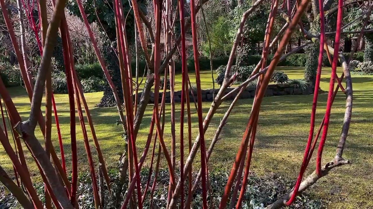 Krzew o czerwonych pędach - Dereń biały ,Elegantissima’