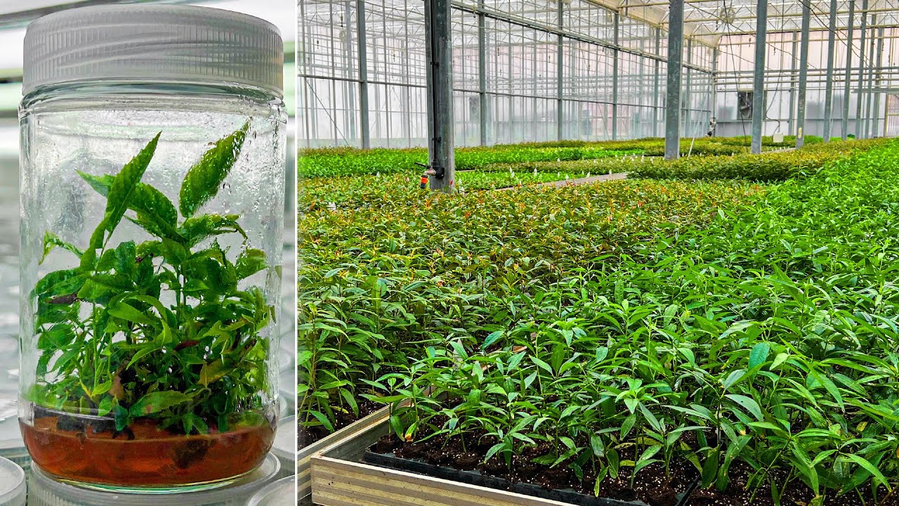 Create a Fertile Tree from Test Tubes! Laboratory for Growing Plants