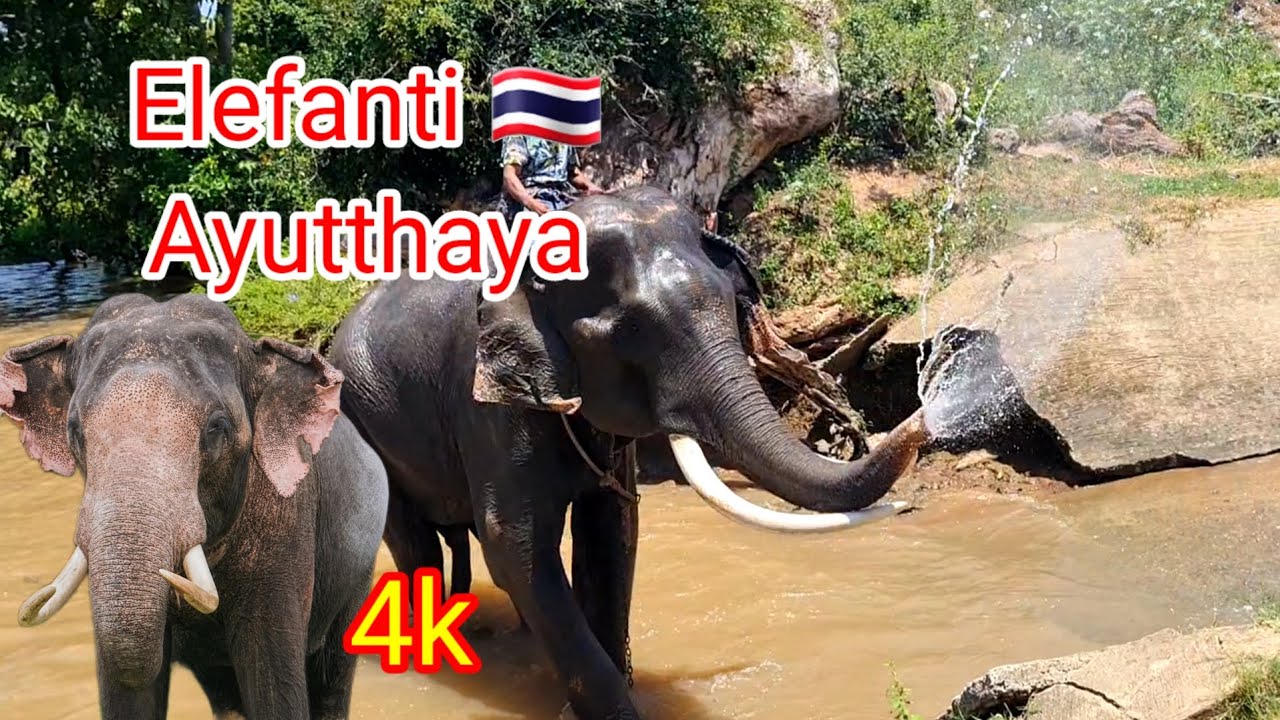 Elefanti!!!🇹🇭 Ayutthaya (Thailandia nascosta parte 3)