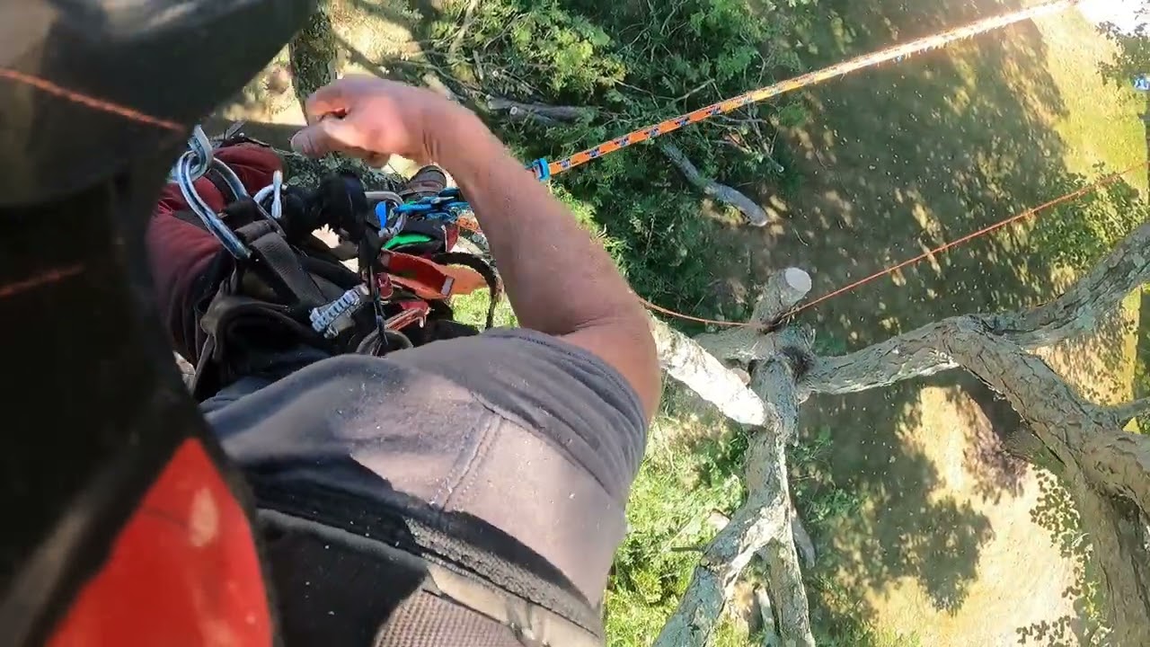Cut down locust tree hanging over house w/ new Akimbo 2.0, Gecko spurs w/ foot ascender, & magneto 2