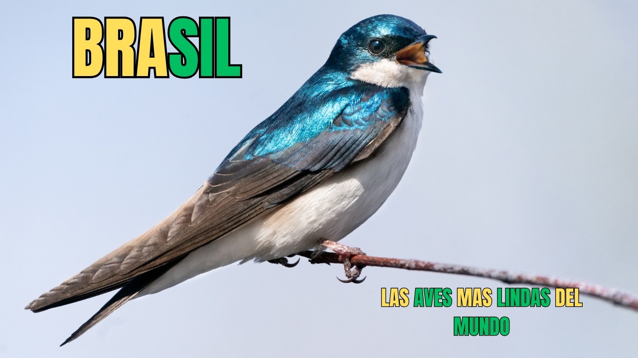 BRASIL: Las AVES mas LINDAS del Planeta | DOCUMENTAL Episodio 3