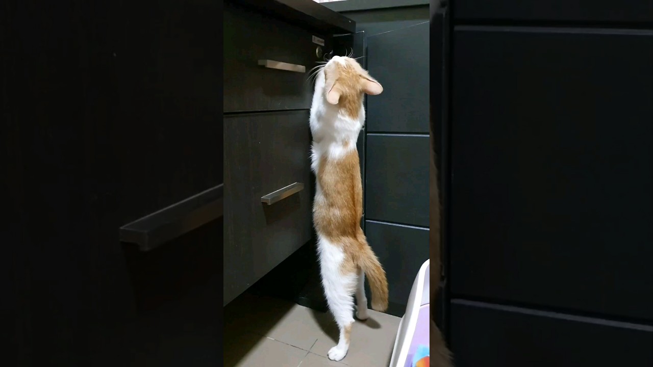 OBSESSED cat milky 
