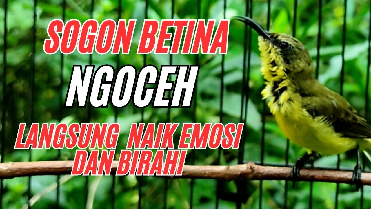 SOGON BETINA GACOR MEMANGGIL JANTAN, LANGSUNG RESPON DAN GACOR #PART 153
