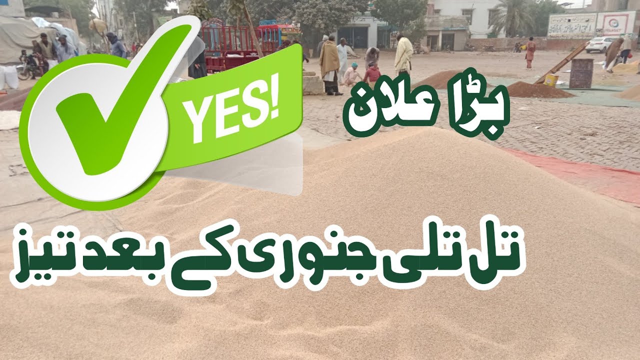 Grand Announcement  ! Till rate today | Galla mandi update 2026