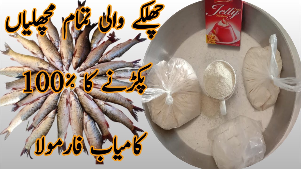 Hook Bite For All Carp|چھلکے والی تمام مچھلیاں پکڑنے کا فارمولا |Khan Fishing Club|