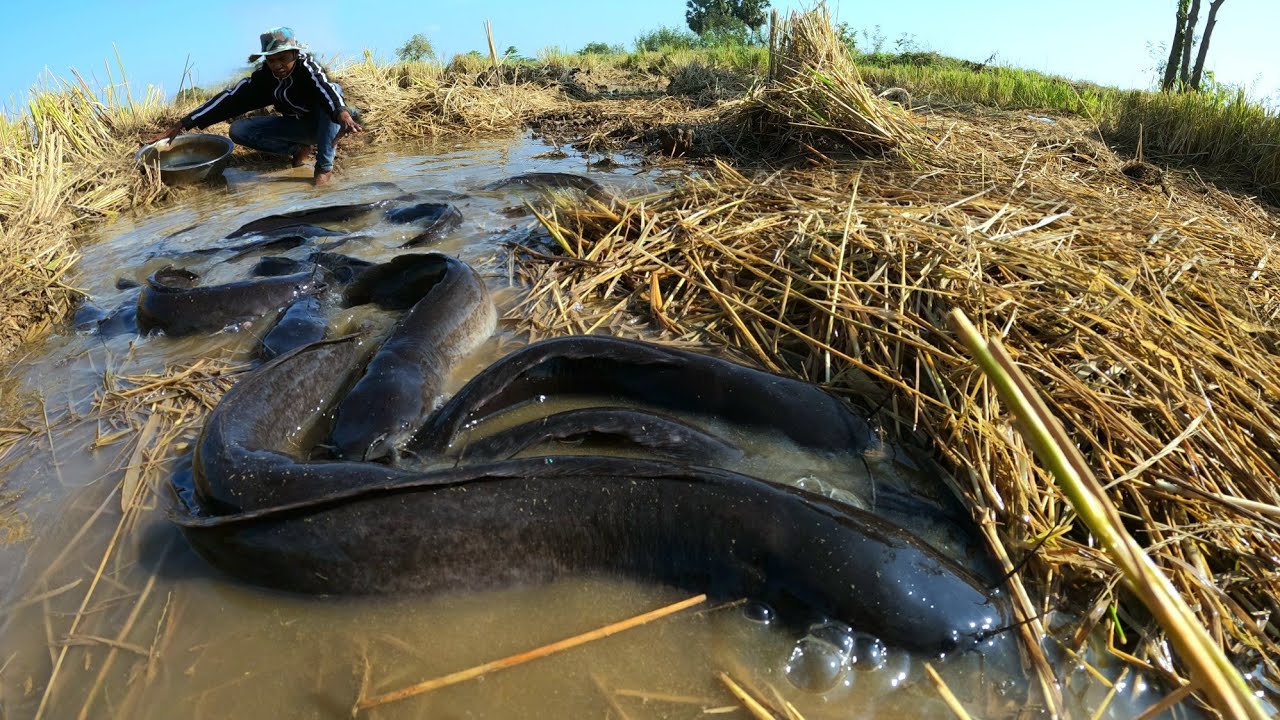 Amazing fishing  ! Catching fish in the rice fields after the music falls, getting lots of fish