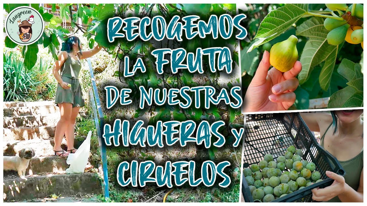Recogemos la FRUTA de nuestras HIGUERAS y CIRUELOS