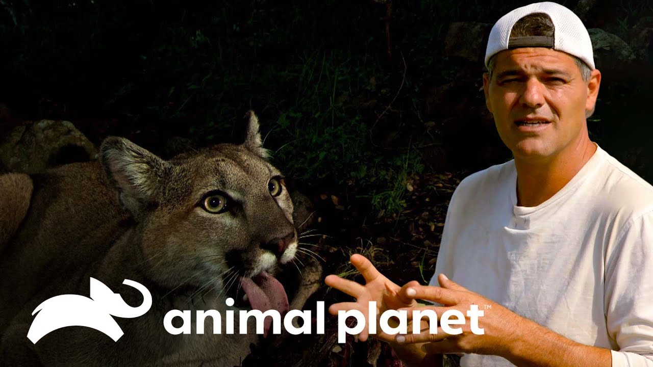 Pumas al acecho de todo un poblado | Wild Frank en California | Animal Planet