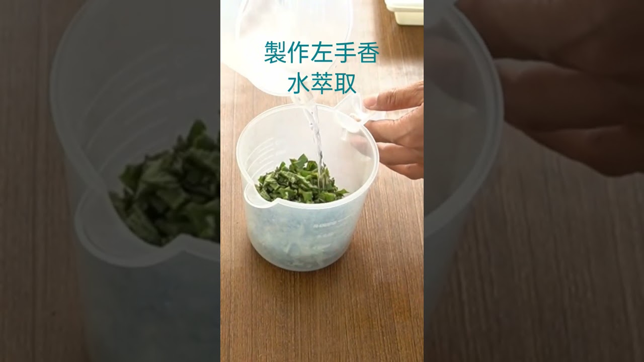 製作左手香水萃取，水相可用於製作手工皂Indian borage water infusion, the tea can be used to make soap #soap