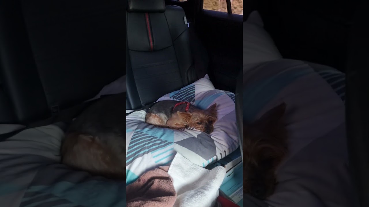 Medinka v autě na na&scaron;&iacute; prvn&iacute; cestě do kempu
