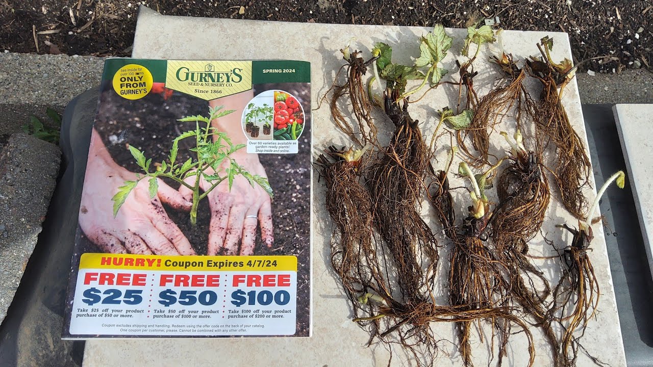 Planting Charlotte Bare Root Strawberry Plants 3/15/24