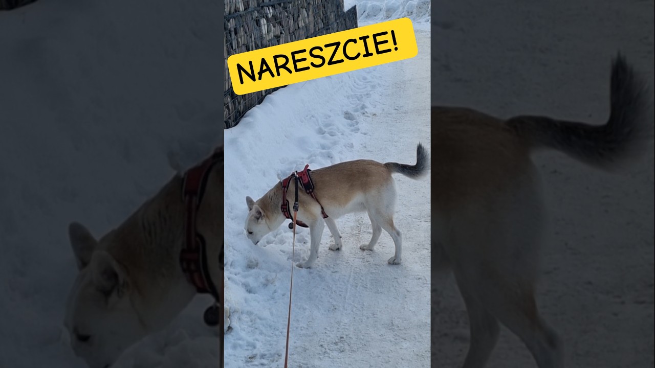 GDZIE TA JASK&Oacute;ŁKA? #piesmilka #milka #pies #pupil #adopcjapsa #psy