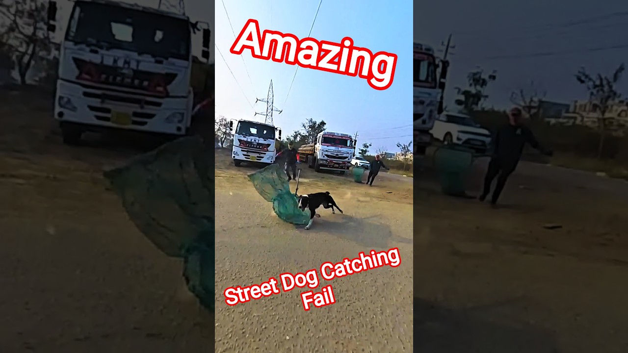 Full Speed Se Aaya kutta #shorts #ytviral #dog #pets #streetdogrevival #amazing