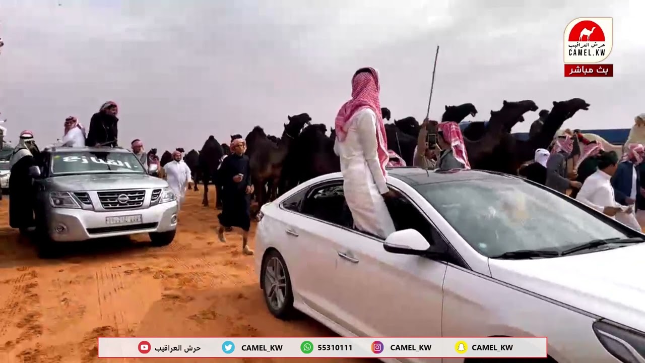 مسيرة الشيخ/  نغيمش بن قروش في  مهرجان الملك عبد العزيز للإبل النسخة السابعة