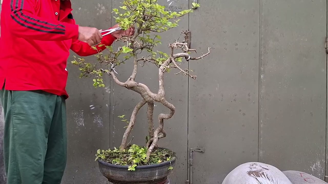 INDAHNYA  GAYA BUNJIN  bonsai Serut PADA KETINGGIANNYA