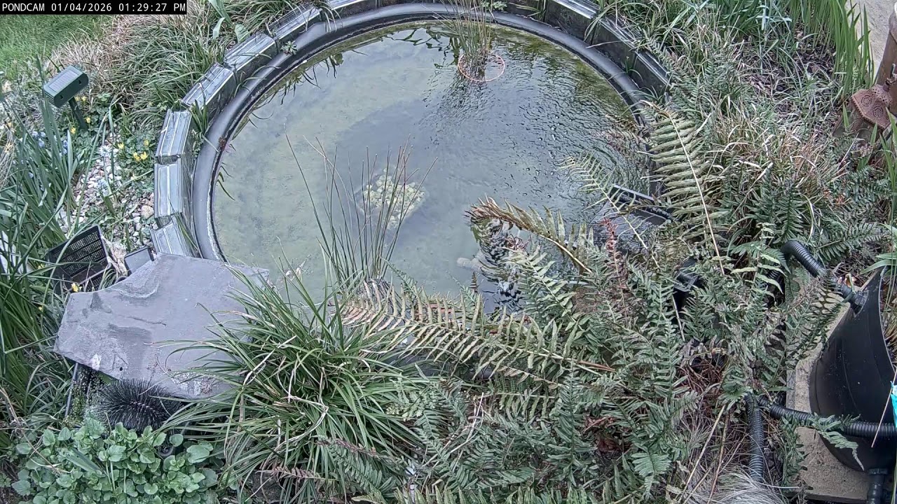 WEBCAM NEPAL LIVE: HARROW POND LIVE CAM | LONDON WILDLIFE & NATURE WEBCAM | 24/7