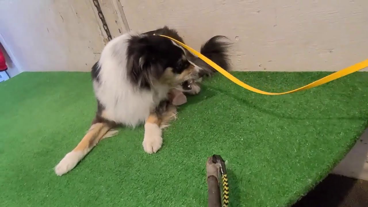 Addressing Resource Guarding issues in dogs