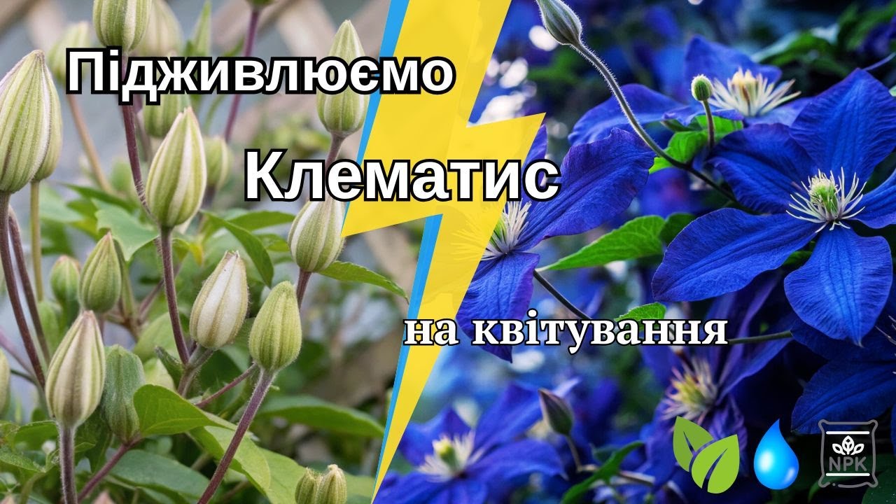 Як ЗМУСИТИ клематис КВІТНУТИ рясно!