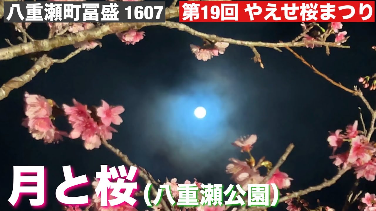 月と桜/八重瀬さくら祭り 2026/1.31