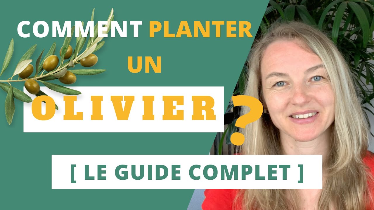 Comment planter un OLIVIER ? [Le guide complet]
