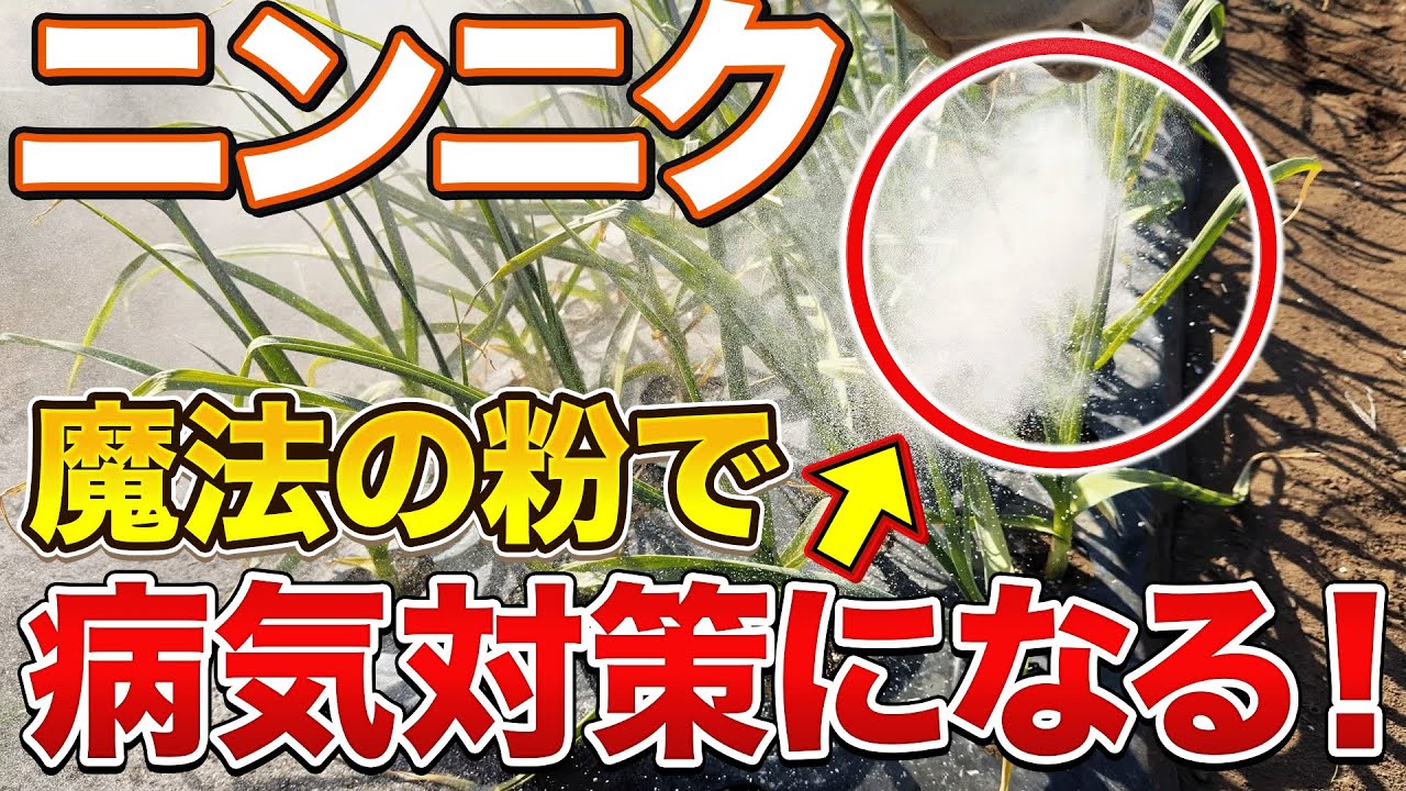 【今すぐやって】ニンニクに出やすいサビ病を対策できる資材について