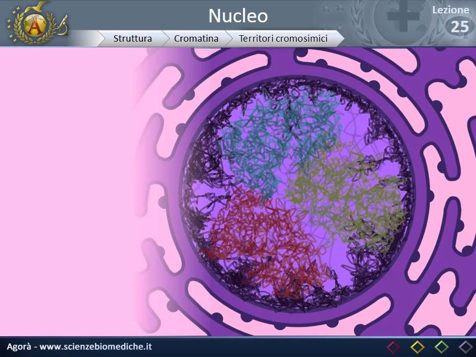 Citologia 25 - Nucleo