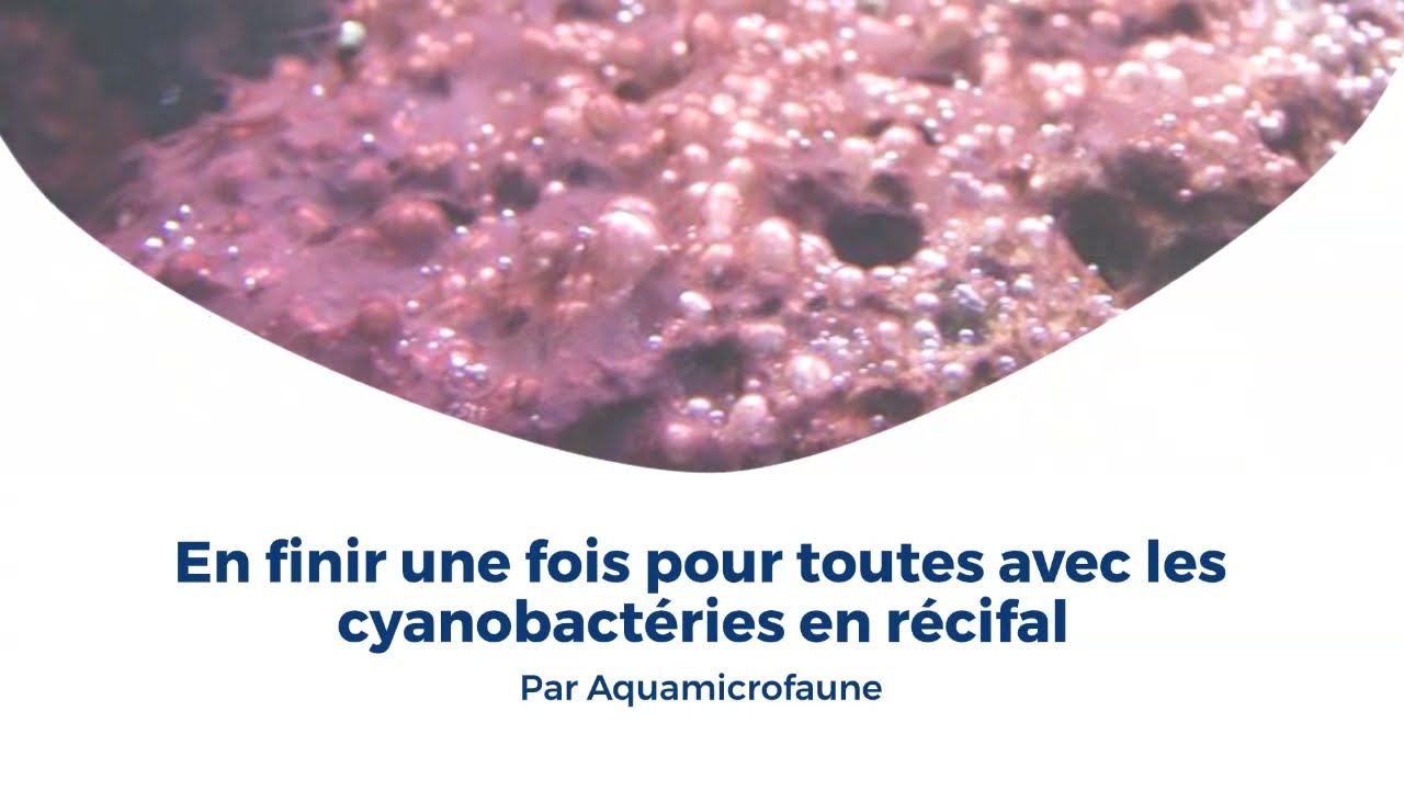 En finir une fois pour toutes avec les cyanobactéries en récifal
