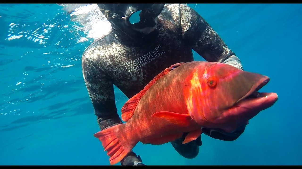 Açores, compil chasse sous marine été 2018