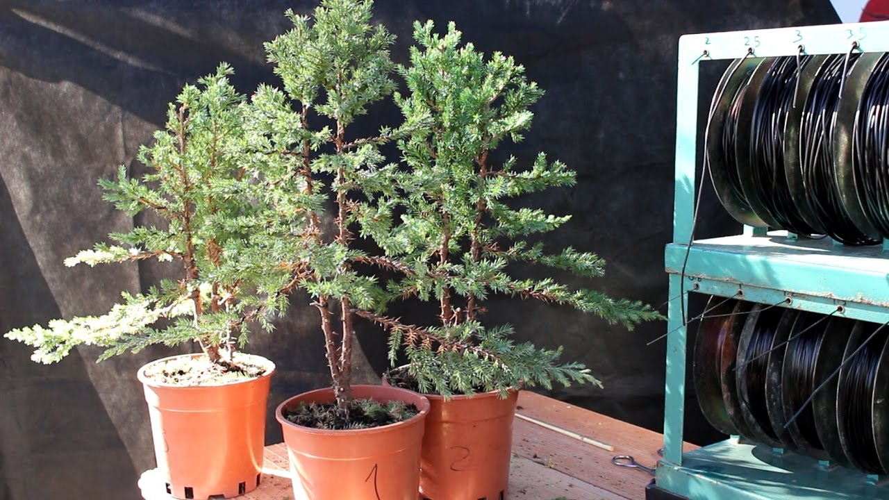 Cómo hacer un bosque bonsai - Tercer árbol