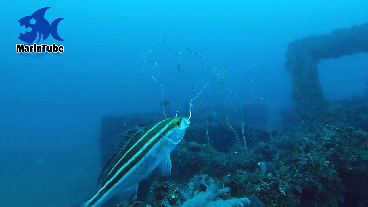 【後編】アジの代わりにシマシマ模様の魚を船から沈めてみたらデカい魚に丸飲みされた