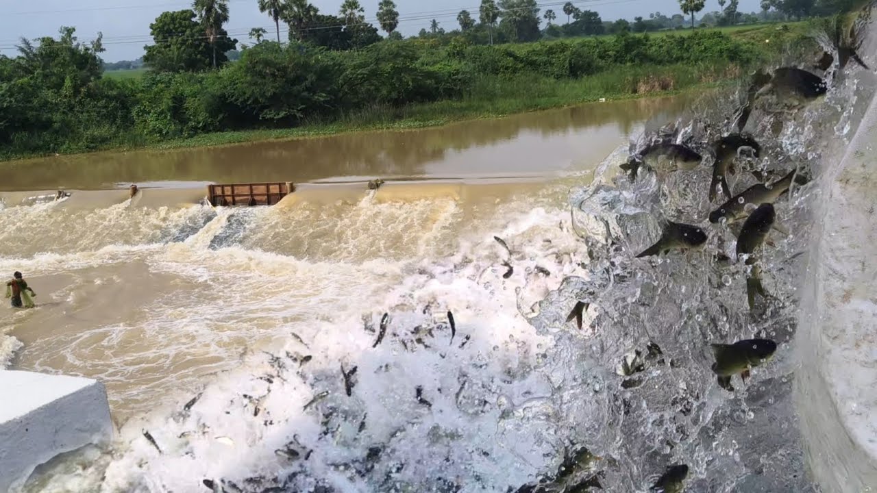 After 20 days Toofan my fish transport is started.subscribe