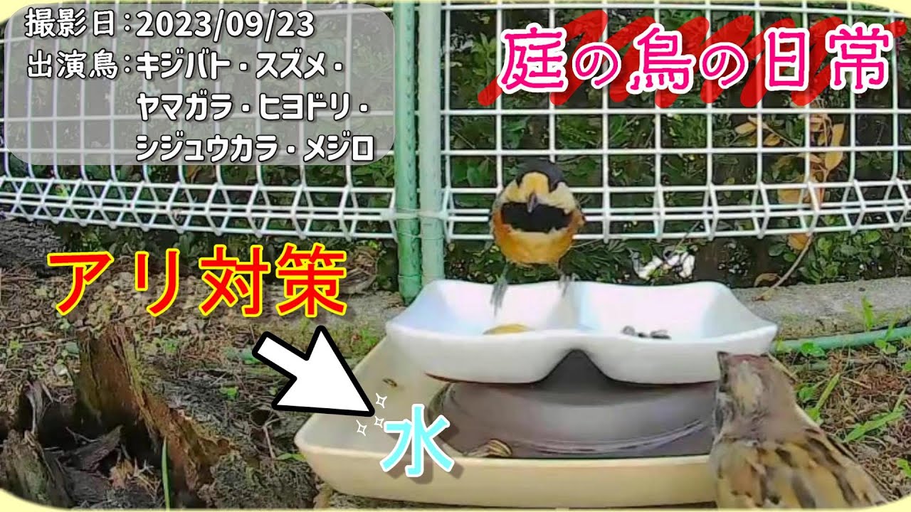 【庭の鳥の日常】(23,09,23) アリ対策で、堀(水)トラップ設置（テスト運用）。 #sparrows #sparrow #turtledoves #turtledove