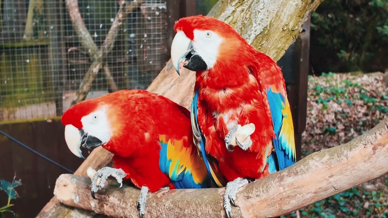 Beautiful pair of macaws parrot ! Macaws parrot looking for food ! Hungry macaw parrot! Red macaws