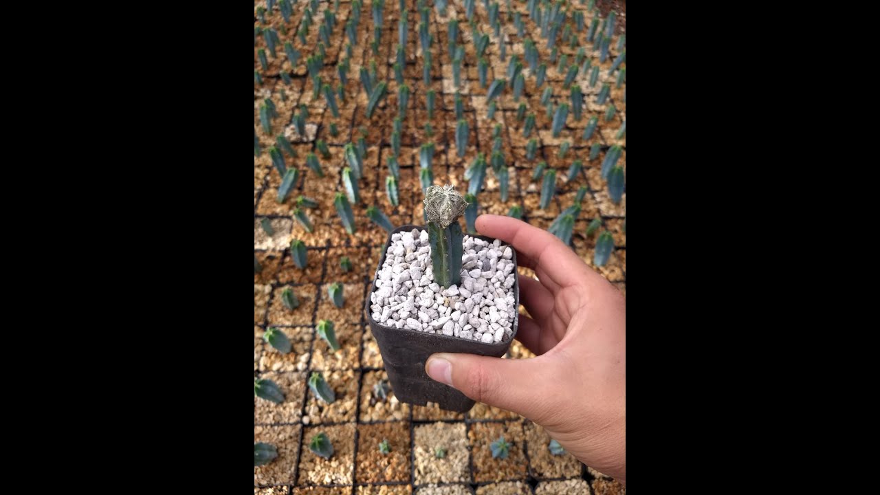 Riego. Del vivero a tu casa. Primer episodio de la serie. ¿Cómo regar nuestros cactus y suculentas?