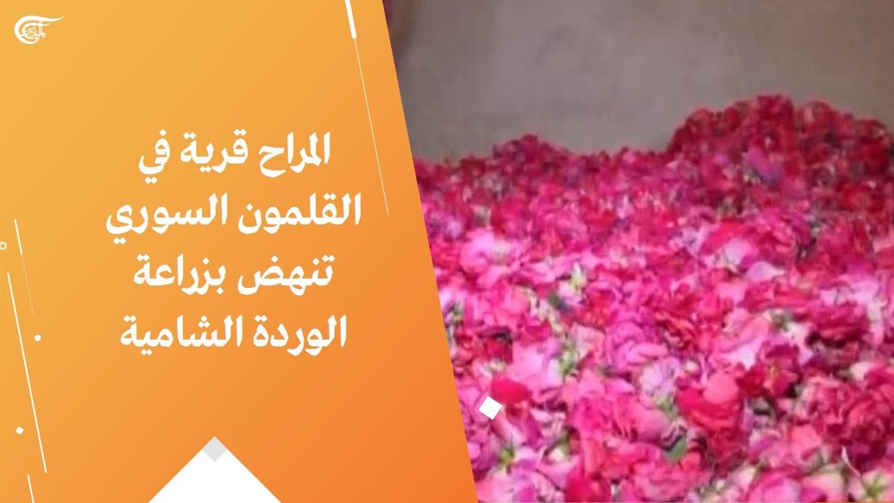 المراح قرية في القلمون السوري تنهض بزراعة الوردة الشامية