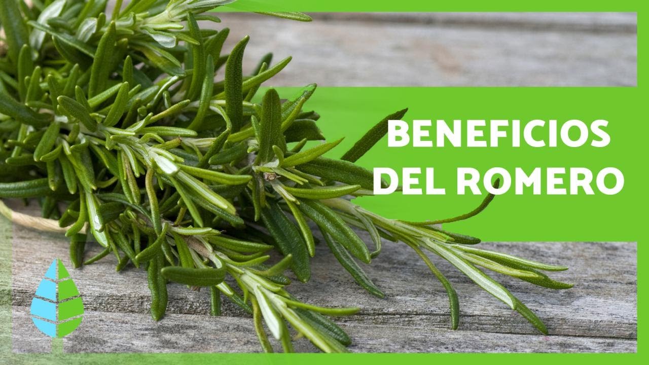 &iquest;Para qu&eacute; sirve el ROMERO? 🌿 Propiedades y BENEFICIOS 💚