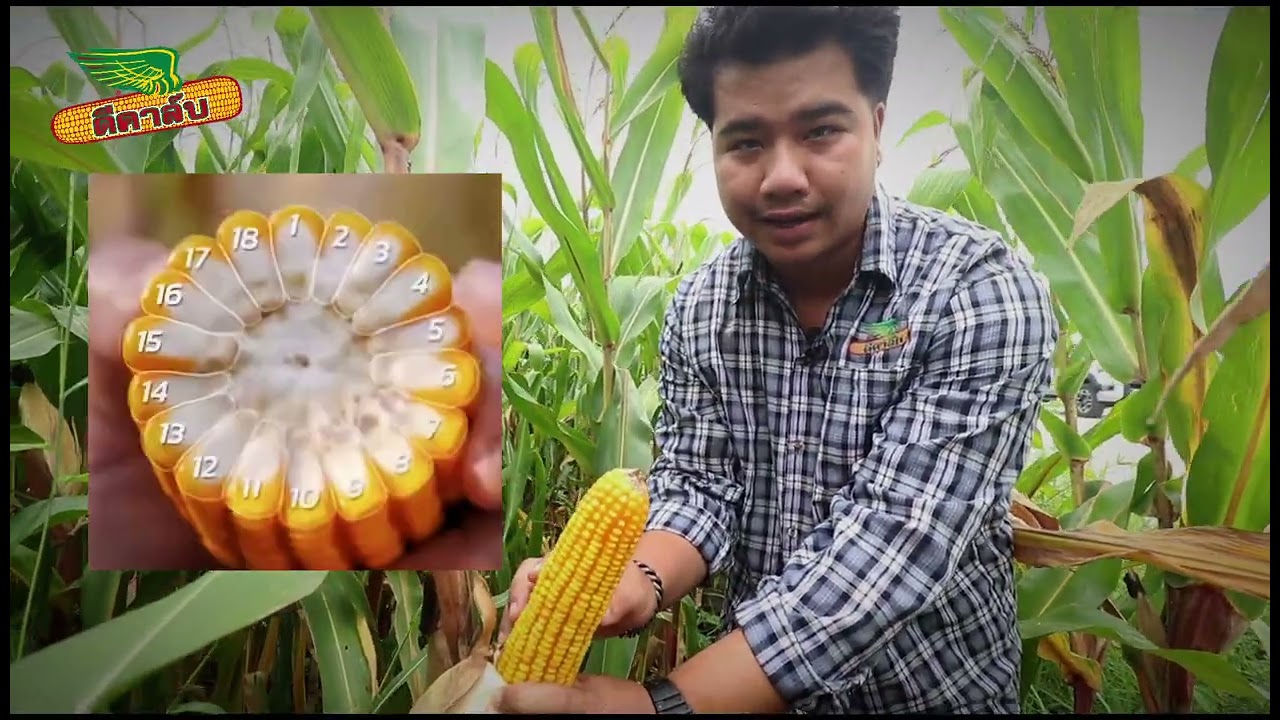 DK9259 #9259 ต.โคกตูม อ.เมืองลพบุรี จ.ลพบุรี