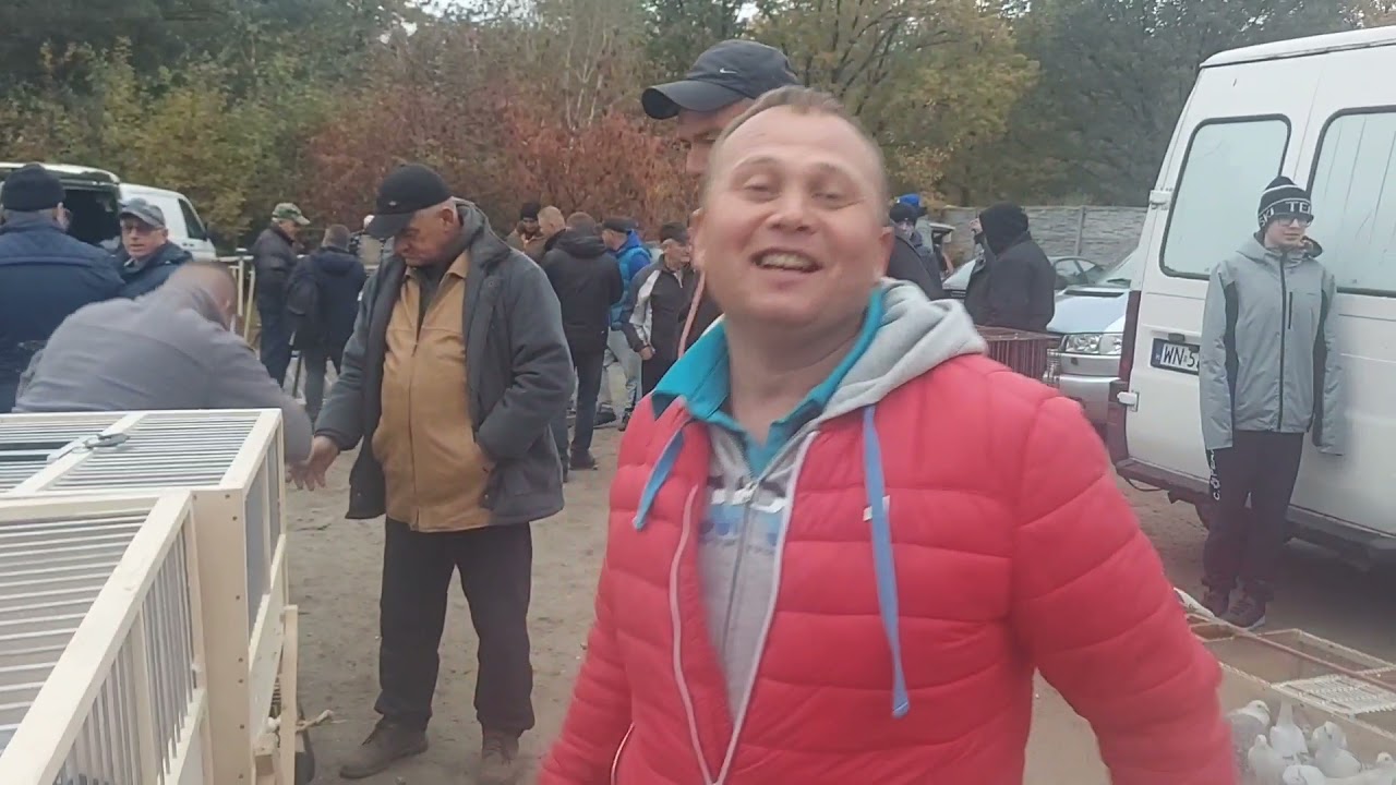 TARG GOŁEBI SULEJÓWEK JEDZIE MOC NA ELBLĄG 👌💪👌 17.10.21