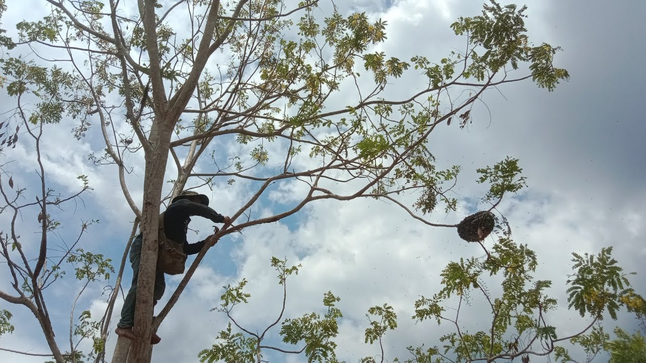 យកឃ្មុំនៅលើចុងឬស្សី Take the bee on the end of the bamboo.