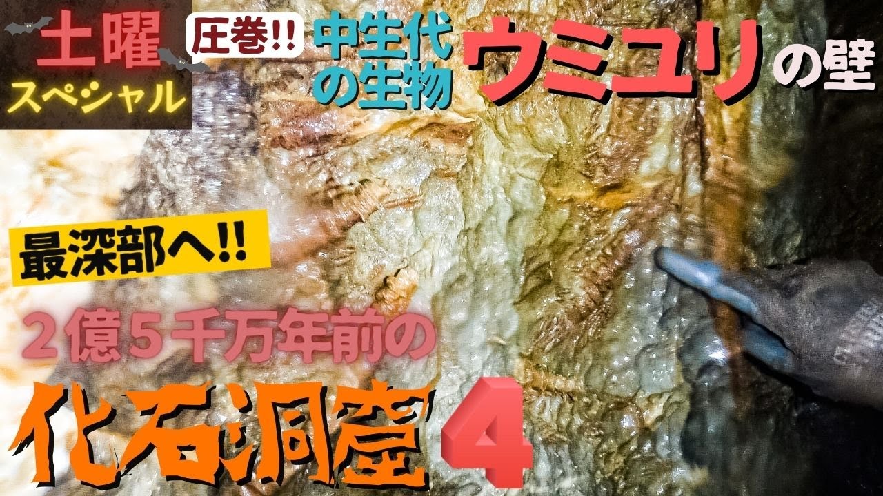 化石洞窟④【いよいよ最深部へ‼】中生代の生物ウミユリの化石だらけの壁だった‼85ｍ下りた強者だけが見ることのできる景色‼