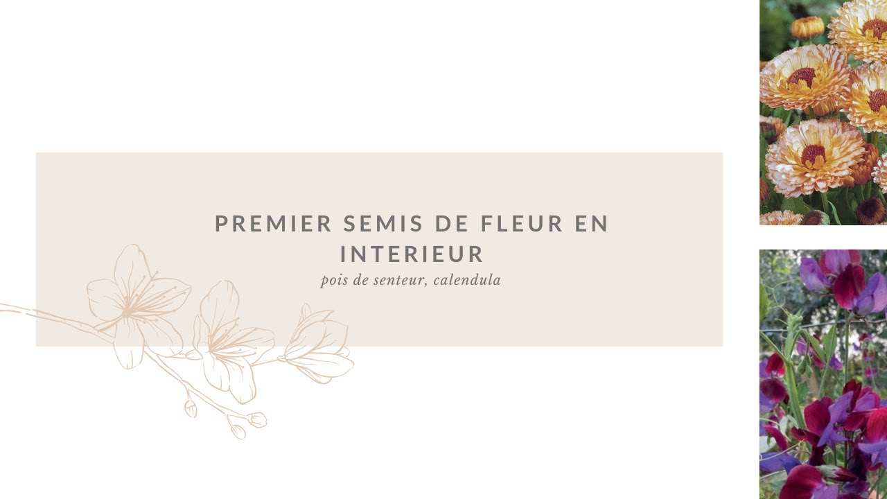 Fleurs à semer dès janvier