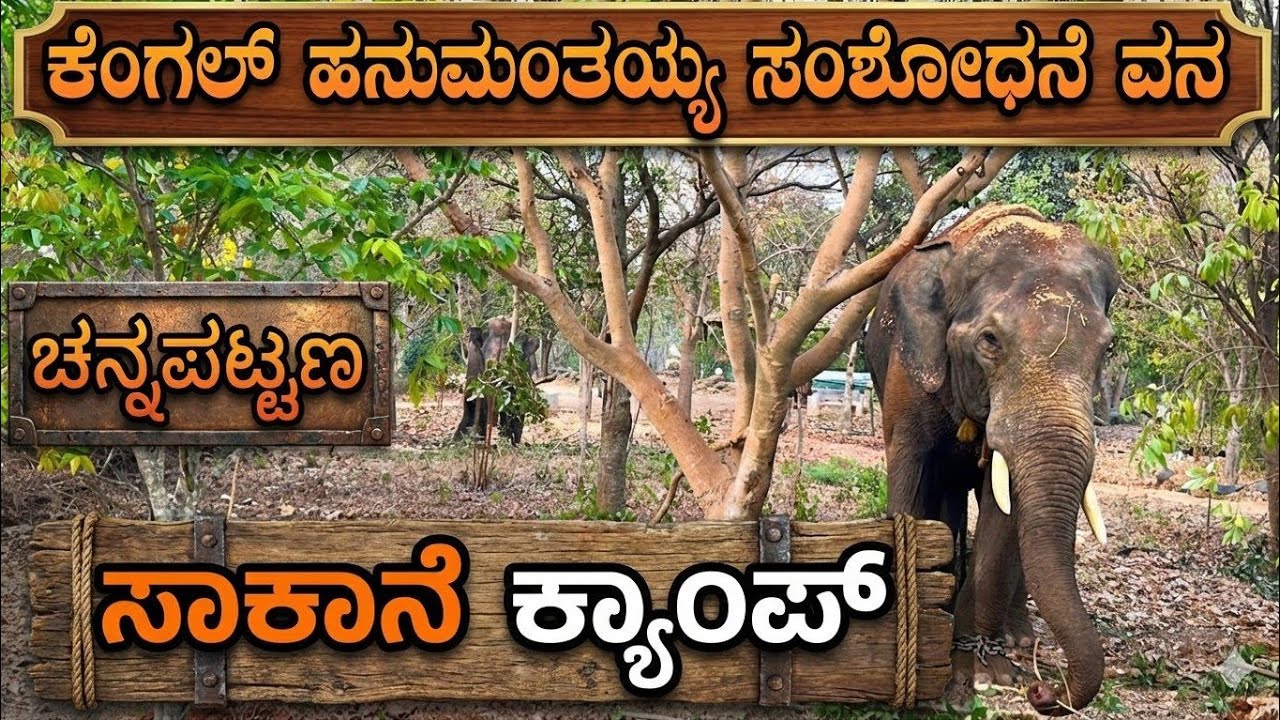 ಚನ್ನಪಟ್ಟಣ ಕಾಡಾನೆ ಕಾರ್ಯಾಚರಣೆ | ಕೆಂಗಲ್ ಹನುಮಂತಯ್ಯ ಸಂಶೋಧನೆ ವನದಲ್ಲಿ ಬಿಡಾರ ಹೂಡಿದ ಗಜಪಡೆ | ಕ್ಯಾಂಪಿನ ಒಳನೋಟ 