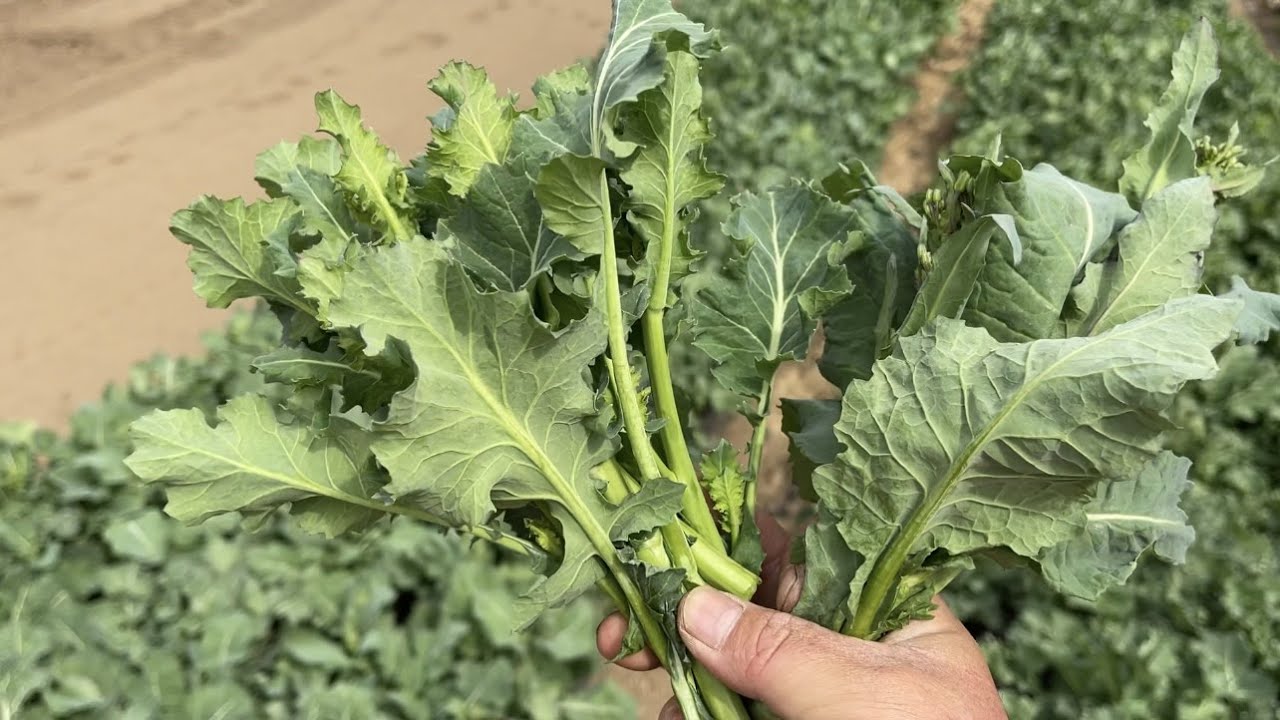 小さな畑と少ない肥料で何度も収穫できる便利な野菜　22/3/18